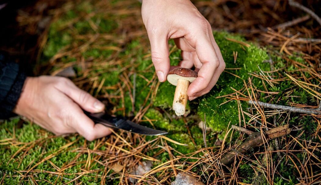 Frau schneidet einen Maronenröhrling nah am Waldboden ab