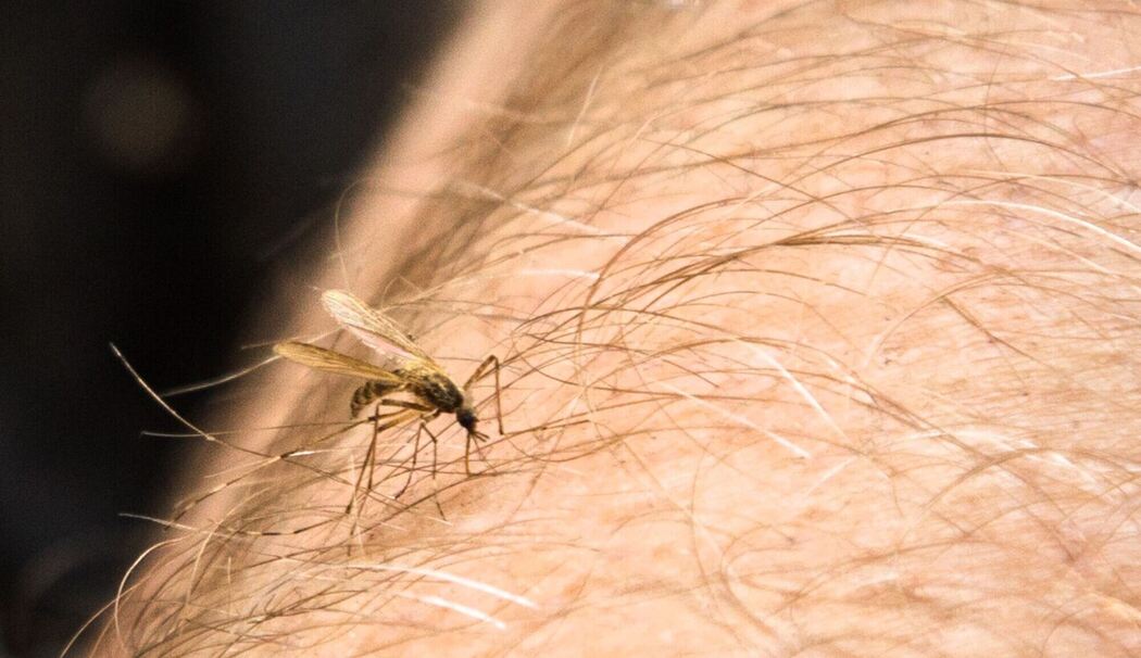 Eine Mücke sitzt auf einem Arm