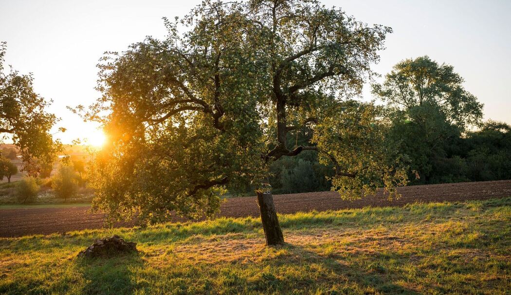Sonnenaufgang über einer Streuobstwiese