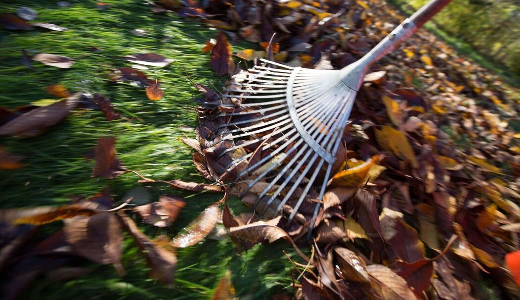 Mann harkt Laub im Garten