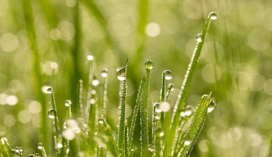 Wassertropfen hängen im Morgenlicht an Grashalmen