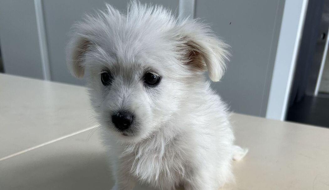 Zoll rettet acht Wochen alten Hundewelpen