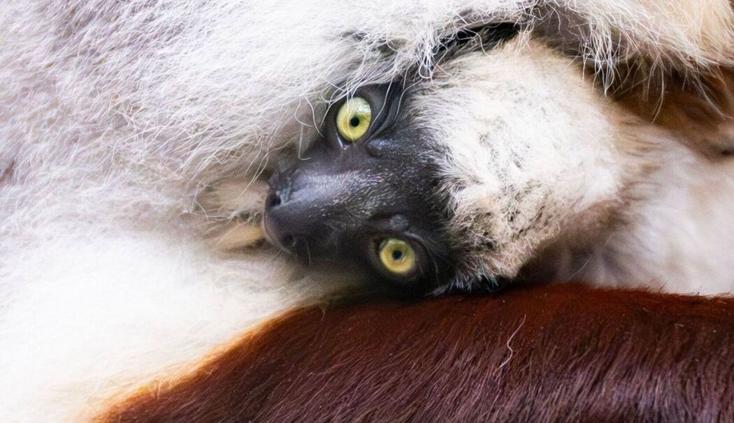 Nachwuchs bei seltenen Coquerel-Sifakas