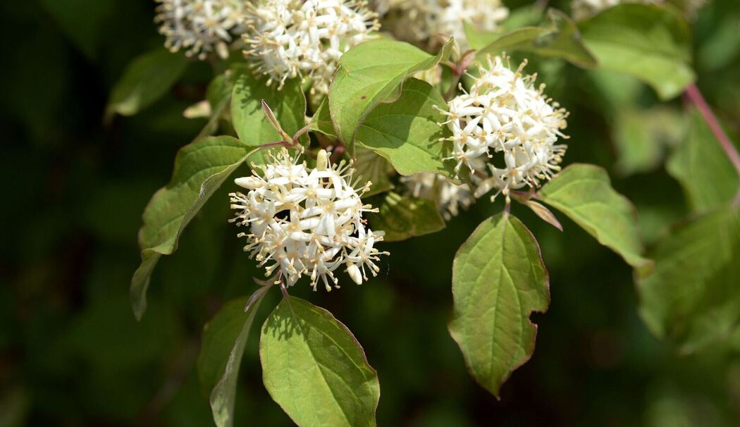 Roter Hartriegel (Cornus sanguinea)
