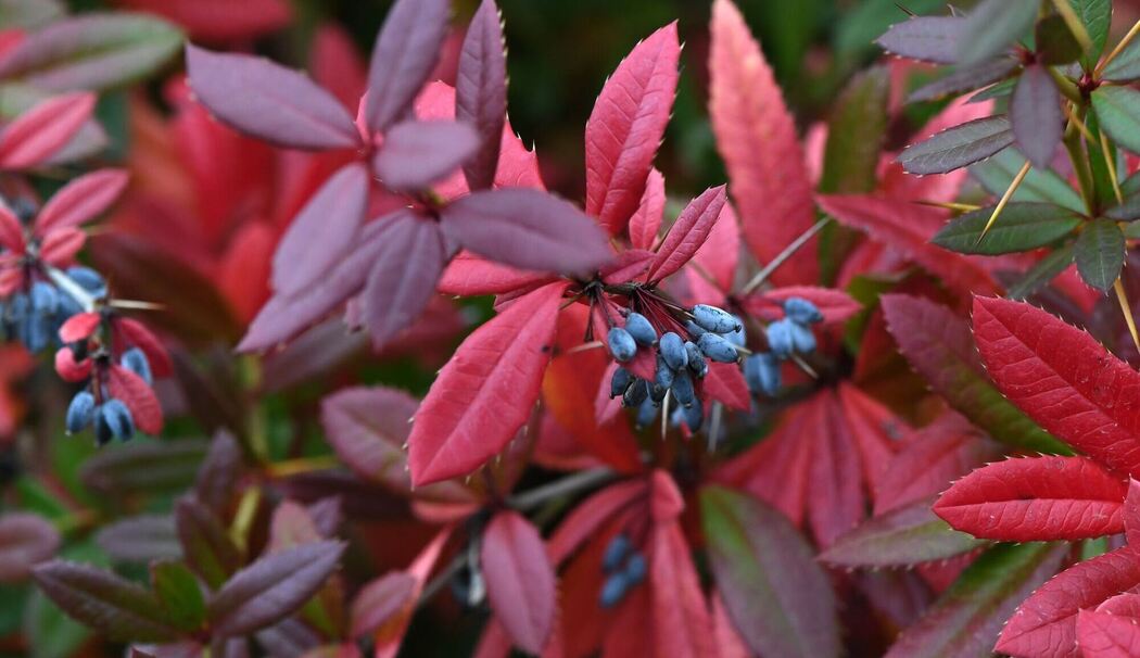 Julianes Berberitze (Berberis julianae)