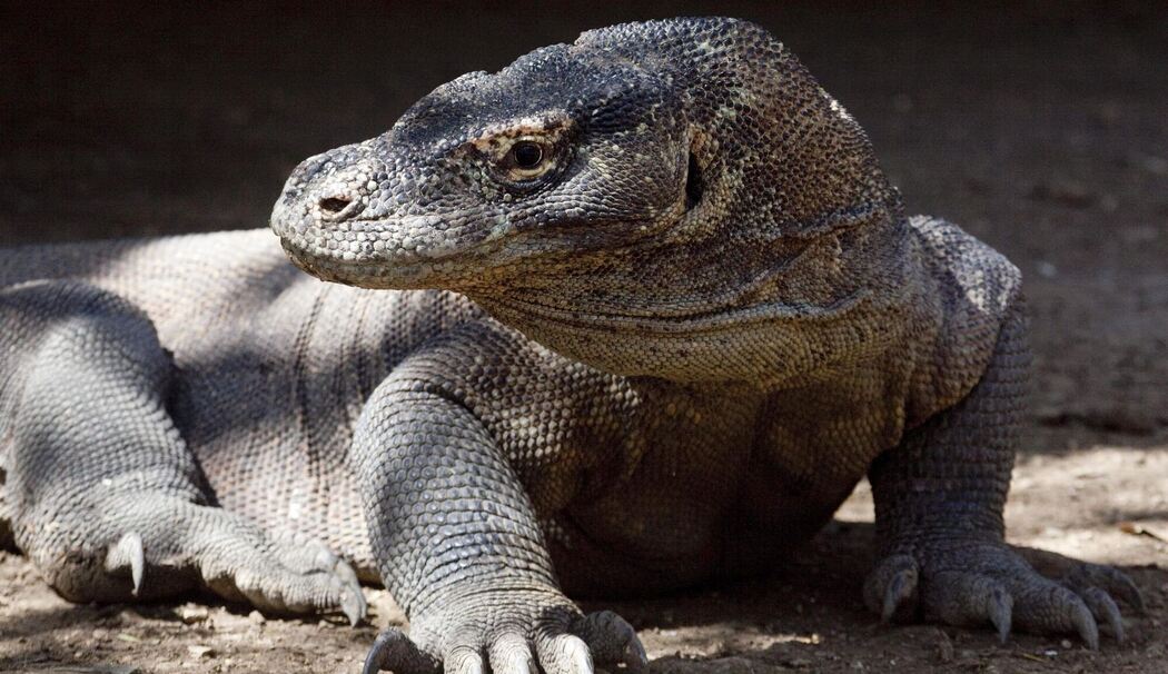 Komodowaran