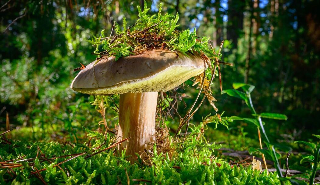 Herbstzeit ist Pilzzeit