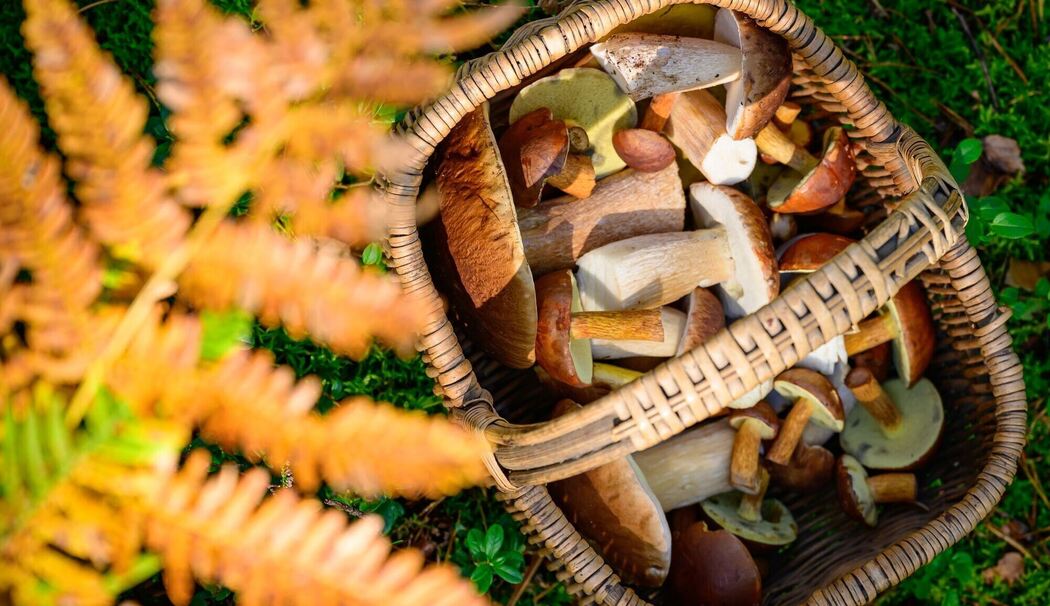 Herbstzeit ist Pilzzeit