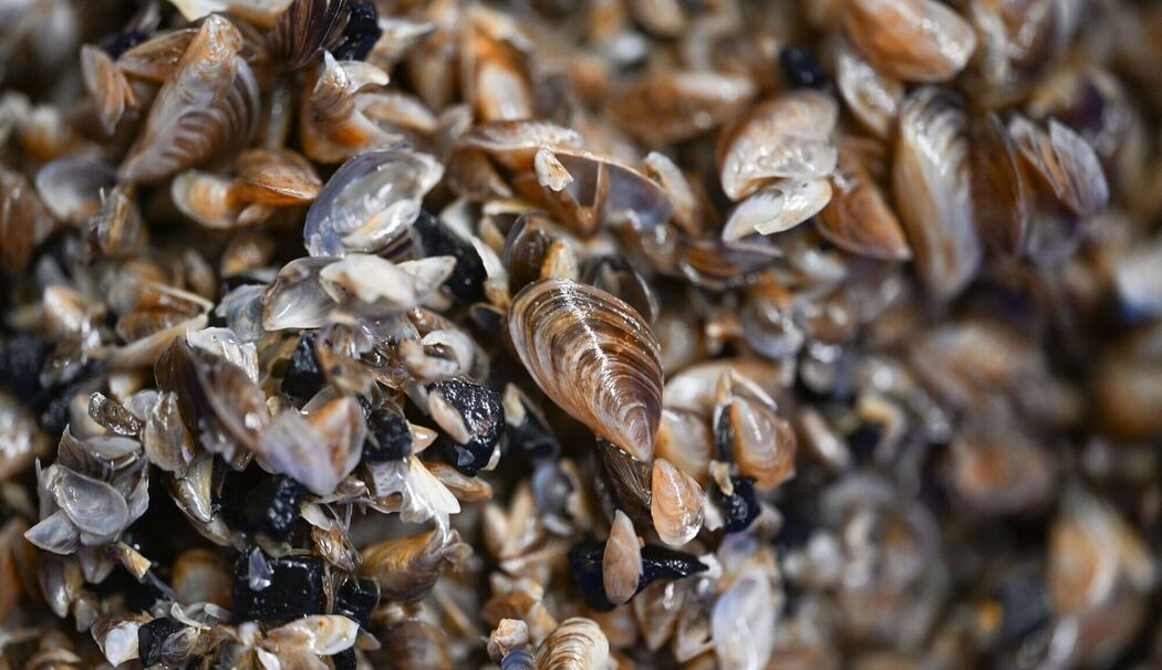 Quellbecken mit Quagga-Muscheln