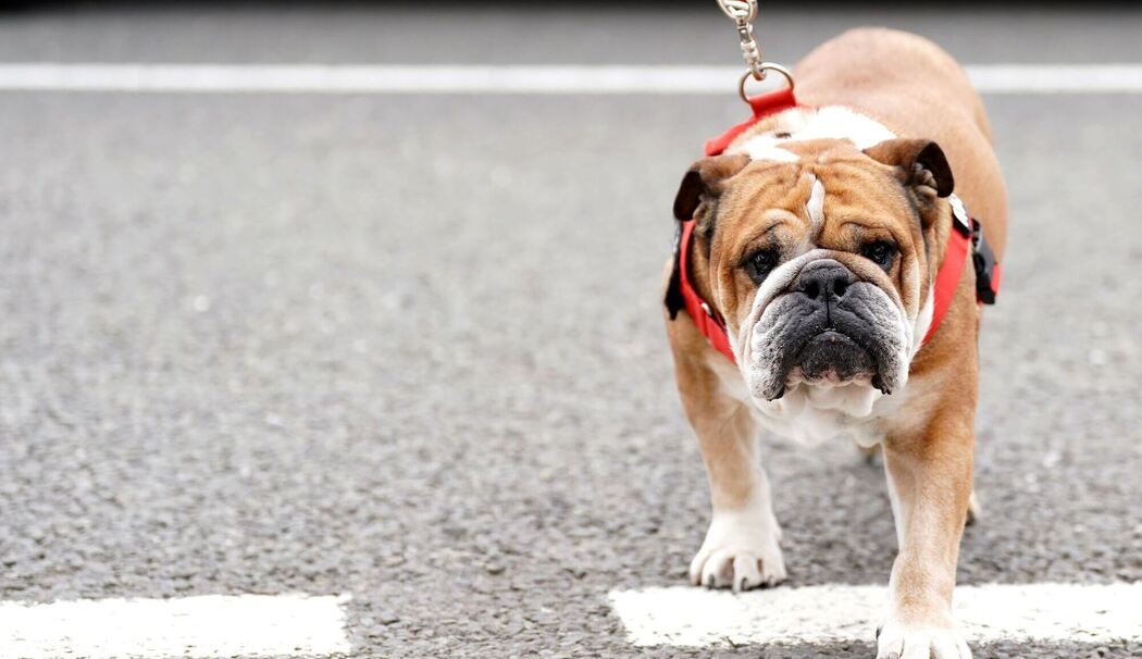 Hamiltons Hund Roscoe