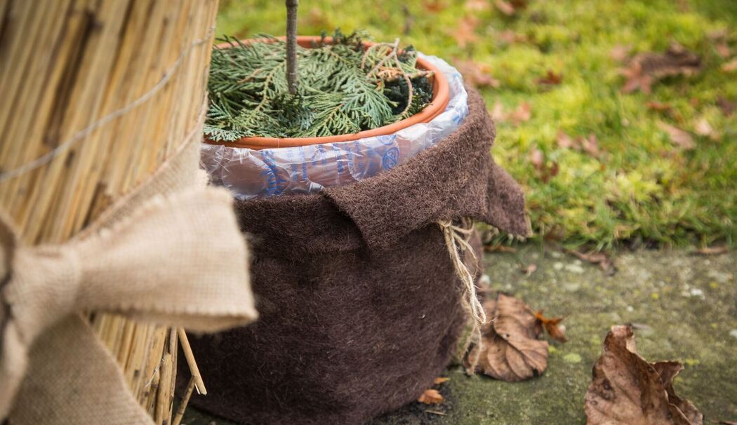 Garten winterfest machen - Olivenbaum