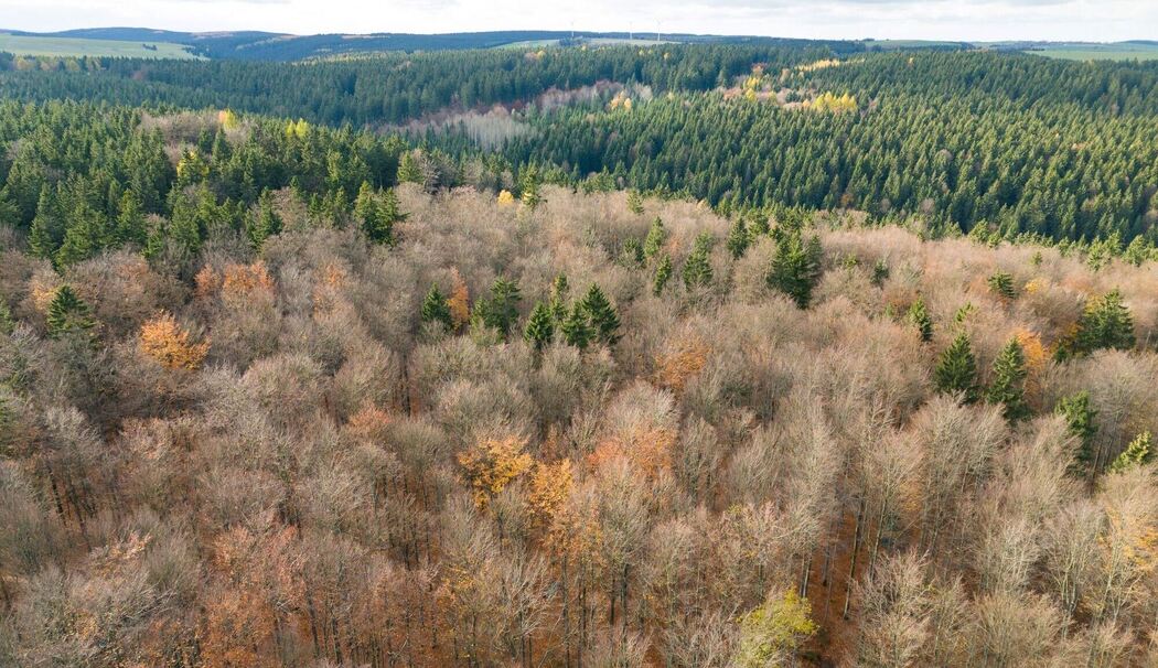 Wald