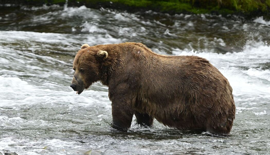 Braunbär 32 «Chunk» im Finale bei "Fat Bear"-Wahlen