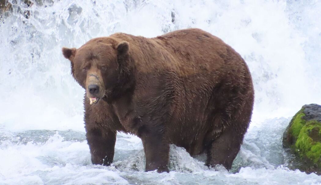 «Fat Bear»-Wahlen in USA
