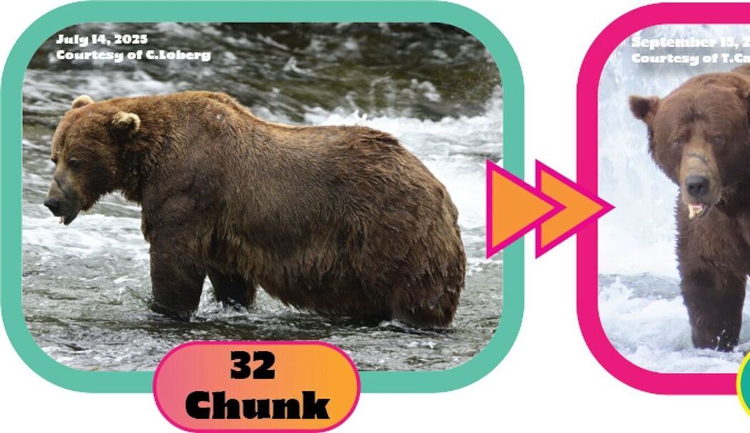 «Fat Bear»-Wahlen in USA