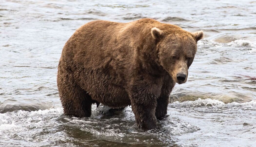 Braunbär Nr. 856 im Finale bei "Fat Bear"-Wahlen