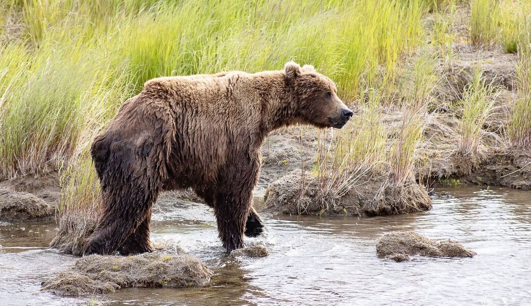 Braunbär Nr. 856 im Finale bei "Fat Bear"-Wahlen