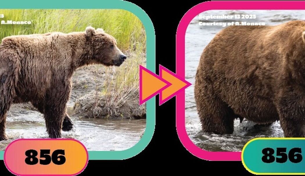 Braunbär Nr. 856 im Finale bei "Fat Bear"-Wahlen