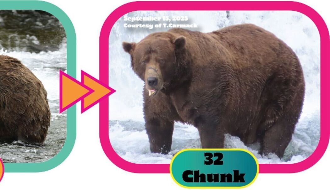 «Fat Bear»-Wahlen in USA