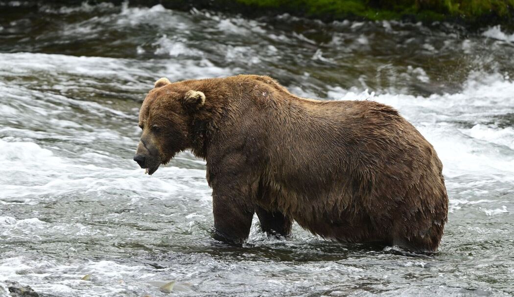 Braunbär 32 «Chunk» im Finale bei "Fat Bear"-Wahlen