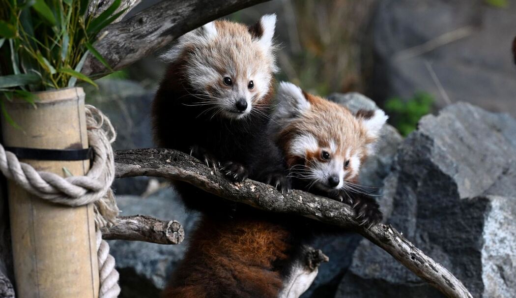 Nachwuchs bei den Kleinen Pandas im Erlebnis-Zoo Hannover
