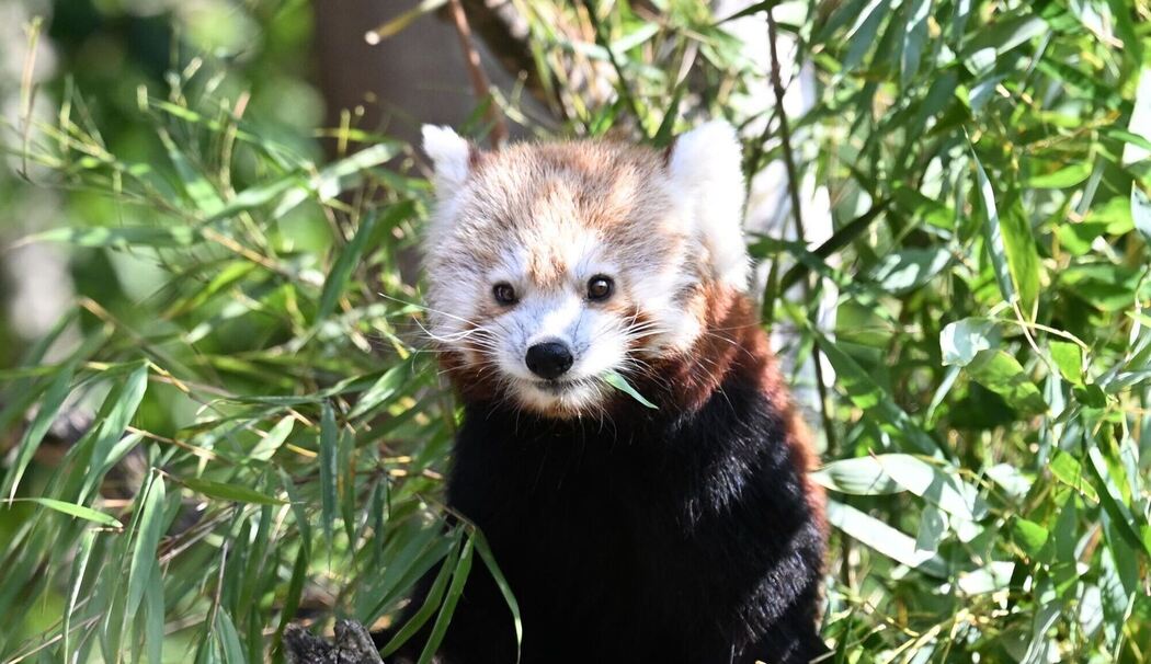 Nachwuchs bei den Kleinen Pandas im Erlebnis-Zoo Hannover
