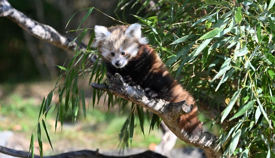 Nachwuchs bei den Kleinen Pandas im Erlebnis-Zoo Hannover