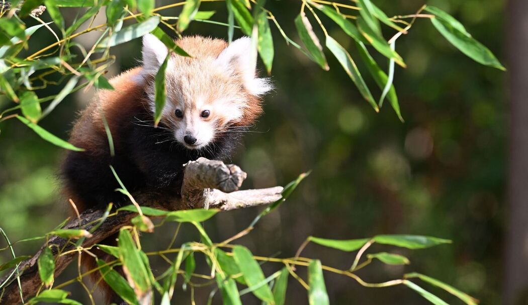 Nachwuchs bei den Kleinen Pandas im Erlebnis-Zoo Hannover