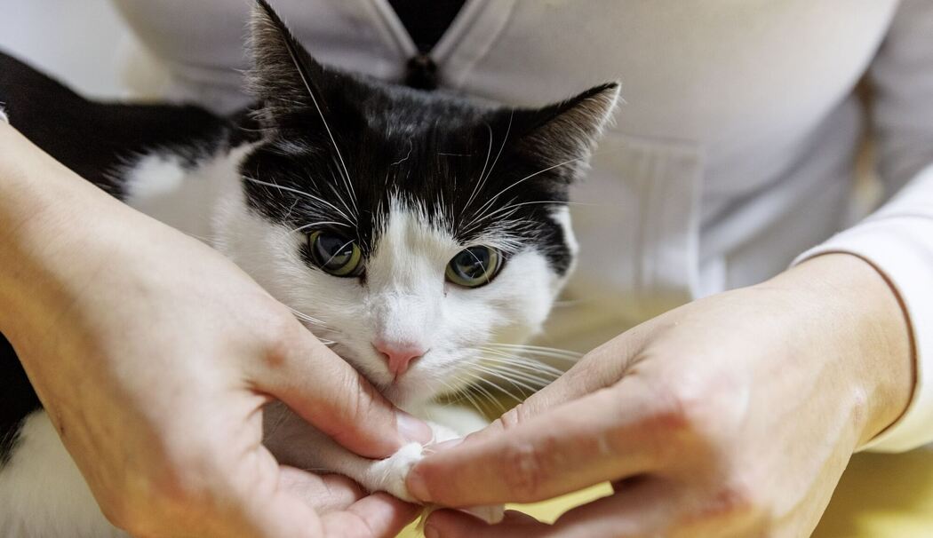 Eine Tierphysiotherapeutin überprüft die Gelenke einer Katze