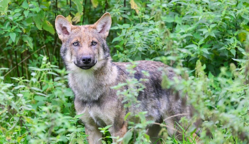 Wolf in einem Gehege