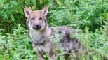 Wolf in einem Gehege