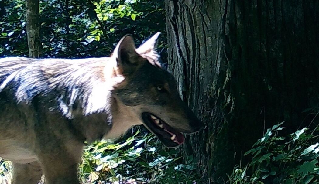 Wölfe bleiben scheu – selbst in streng geschützten Gebieten