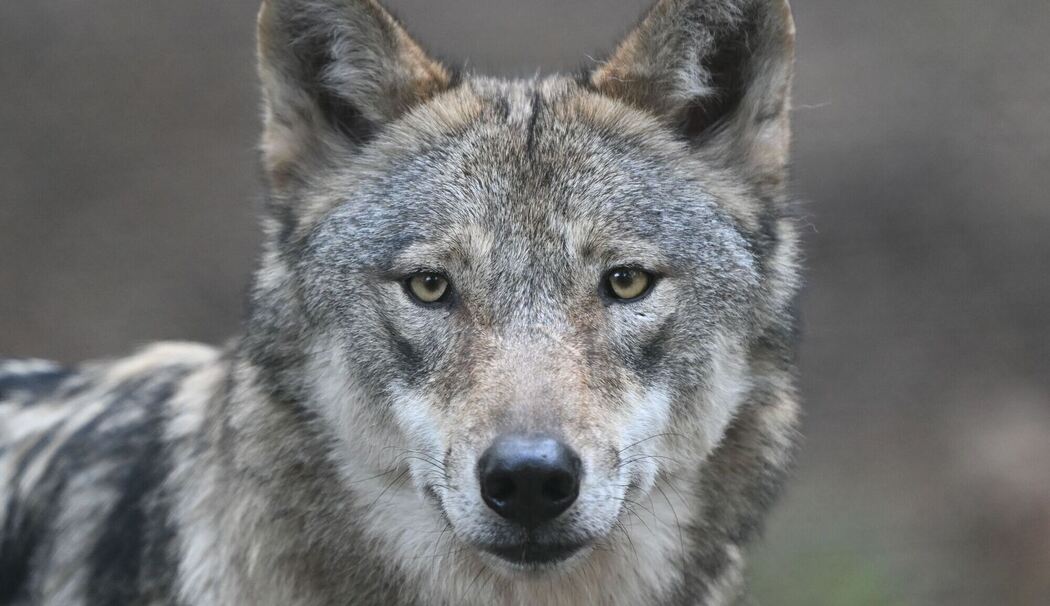 Europäischer Wolf im Wildpark Alte Fasanerie
