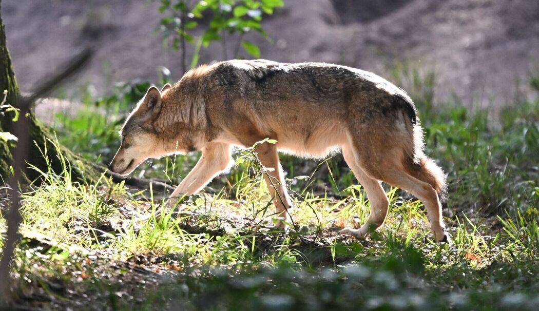 Europäischer Wolf im Wildpark Alte Fasanerie