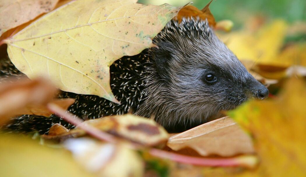 Igel durchstreift einen Blätterhaufen