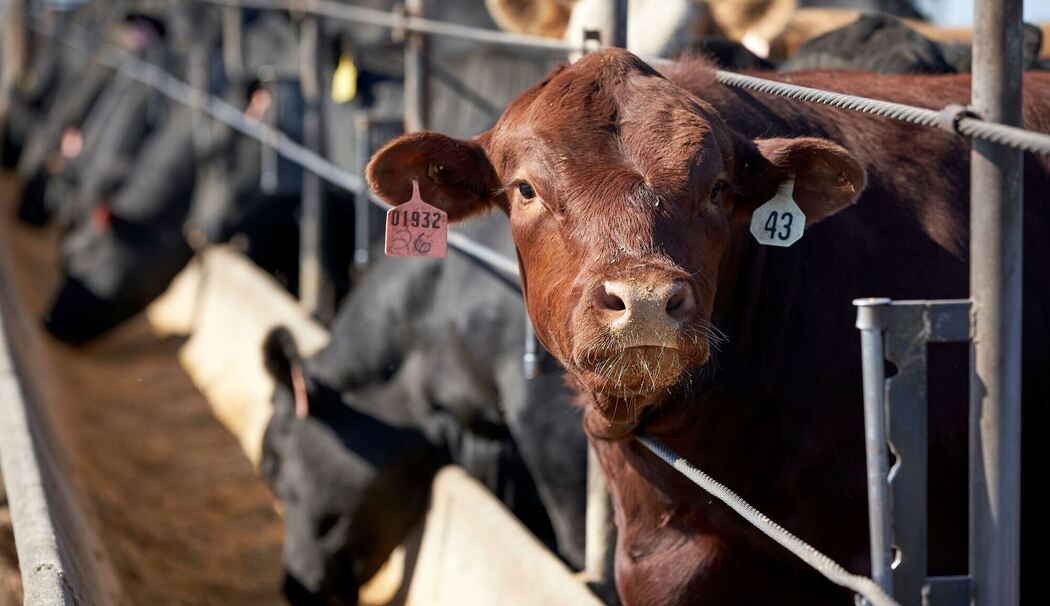 Ernährungsweise trägt weiterhin stark zur Klimakrise bei