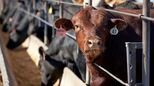 Ernährungsweise trägt weiterhin stark zur Klimakrise bei