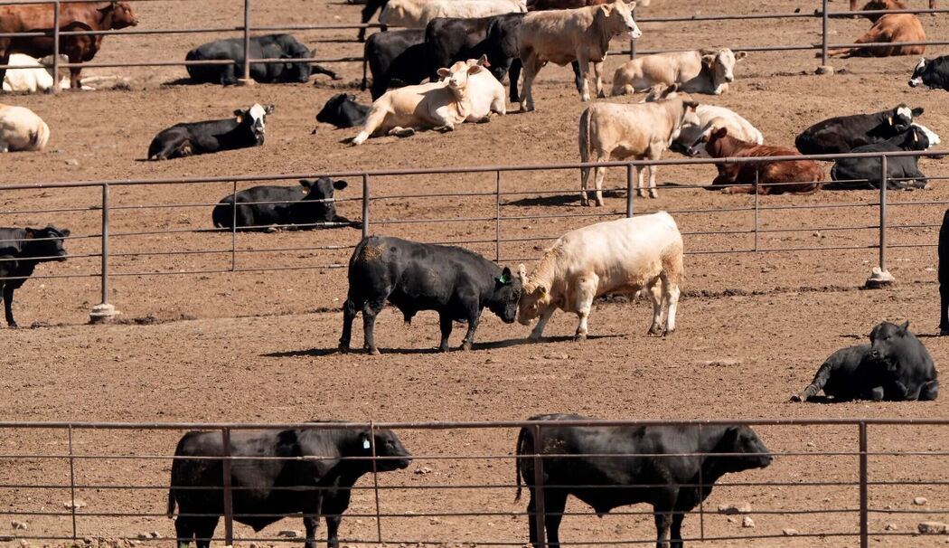 Ernährungsweise trägt weiterhin stark zur Klimakrise bei