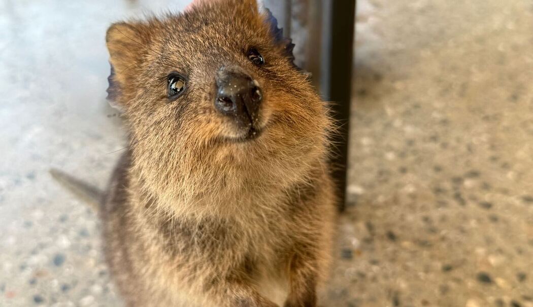 Quokkas auf Rottnest Island