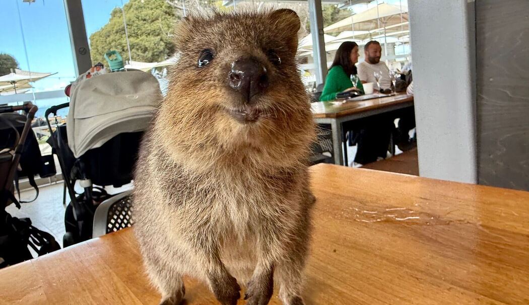 Quokkas auf Rottnest Island