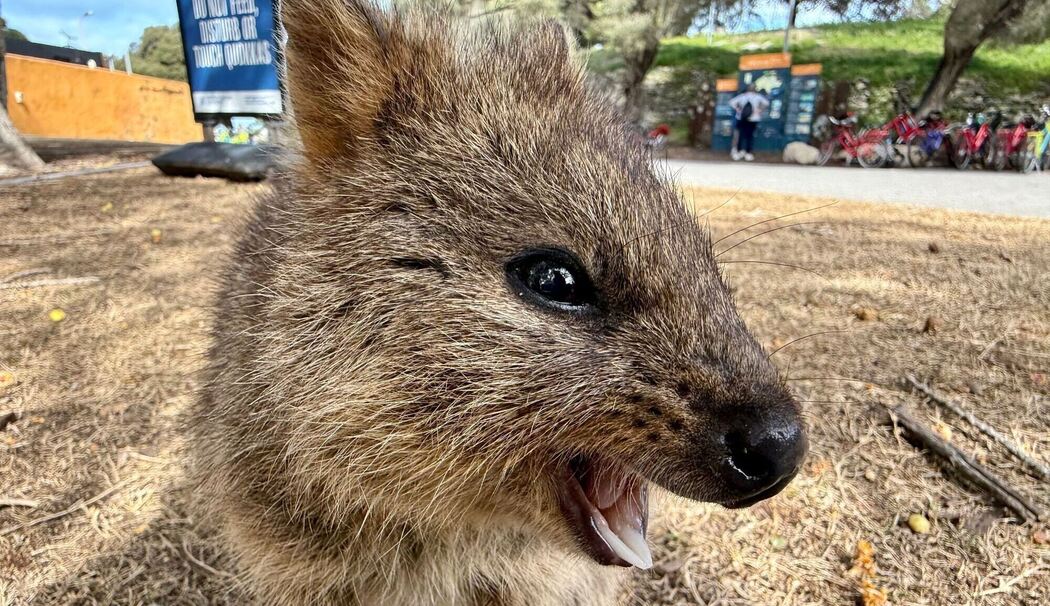 Quokkas auf Rottnest Island