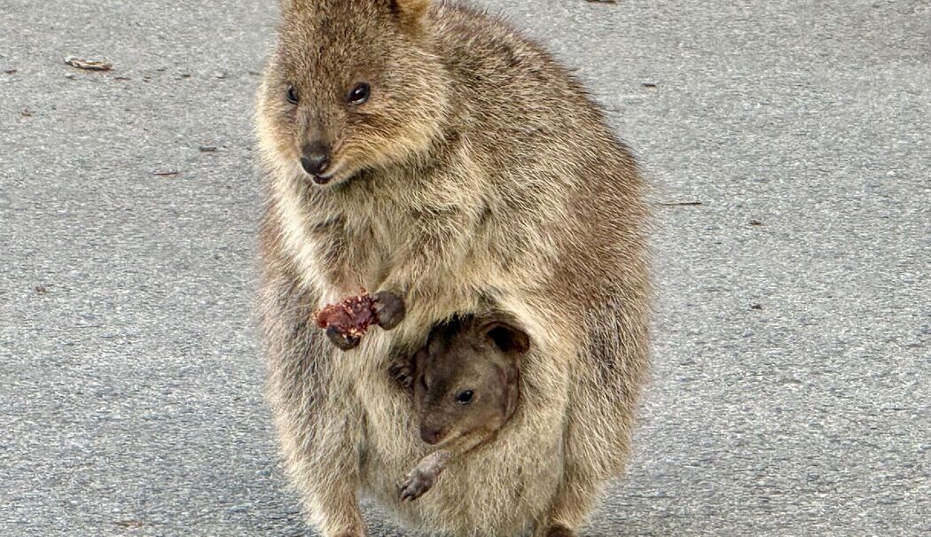Quokkas auf Rottnest Island
