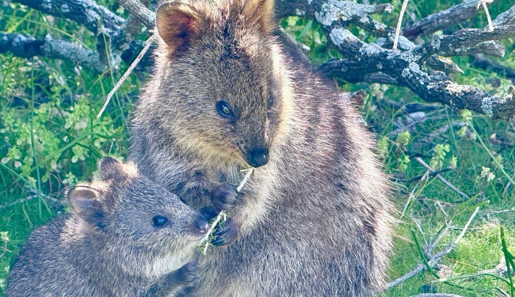 Quokkas auf Rottnest Island