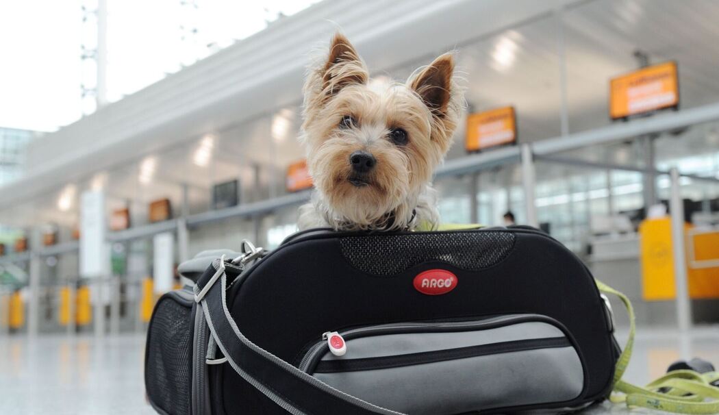 Ein Yorkshire Terrier sitzt am Flughafen in Transporttasche