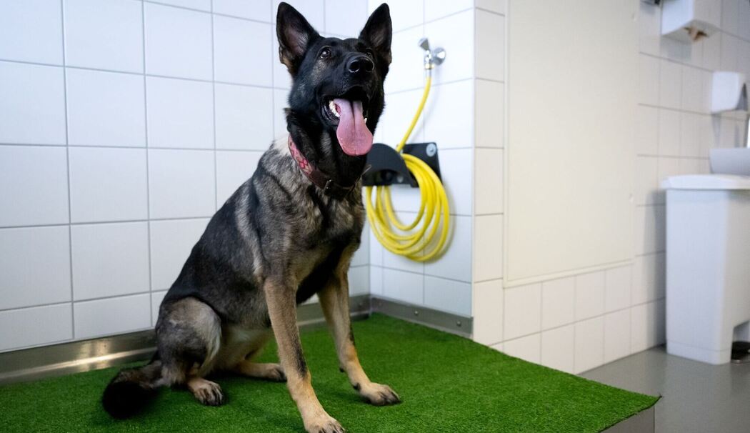 Flugreisen mit Hunden