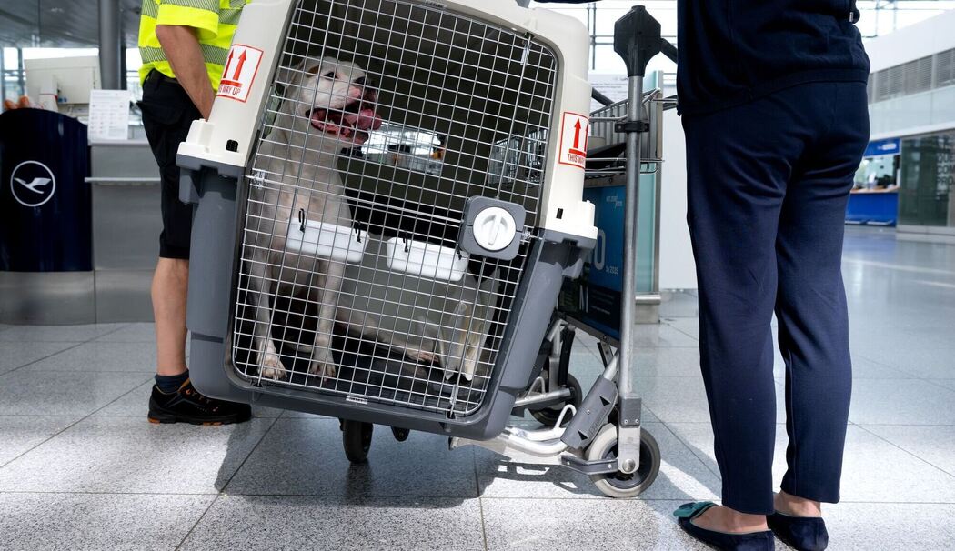Flugreisen mit Hunden