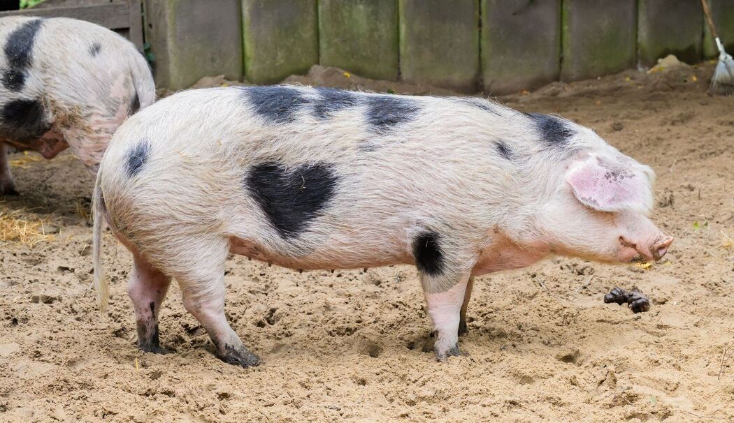 Wilma, ein Schwein mit Herz