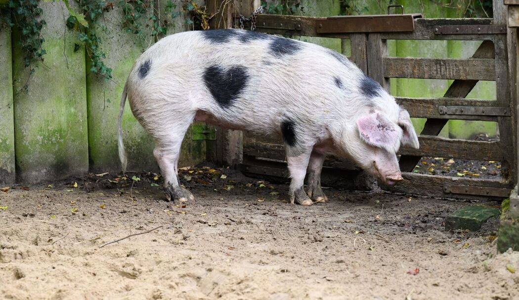 Wilma, ein Schwein mit Herz
