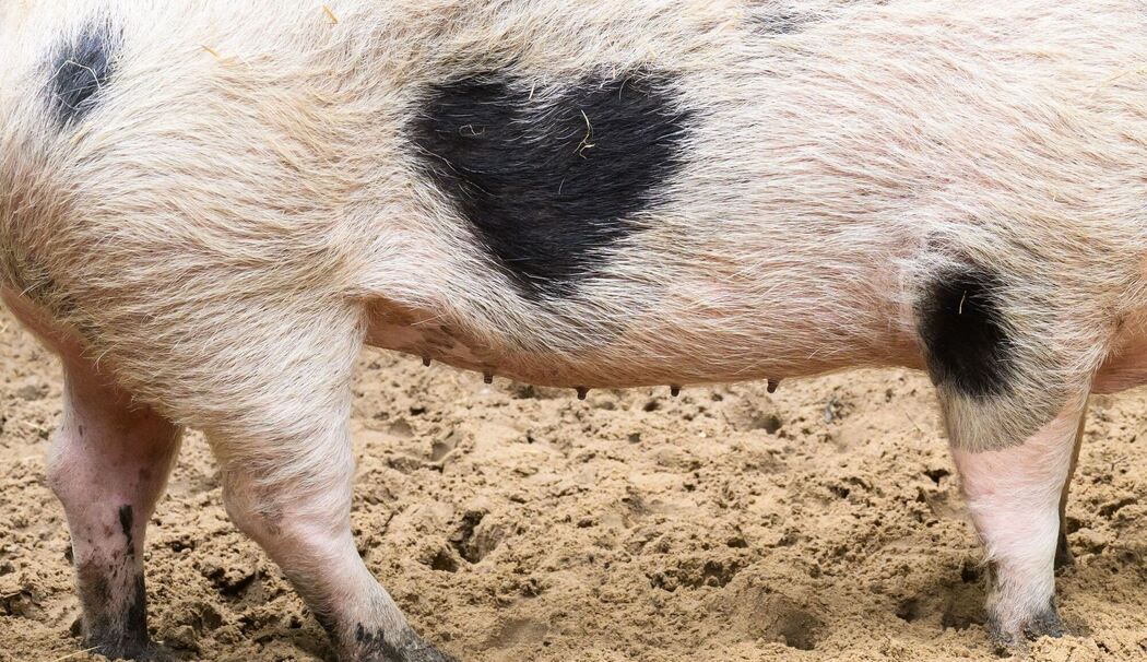 Wilma, ein Schwein mit Herz