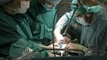 Schweineleber in lebenden Menschen transplantiert